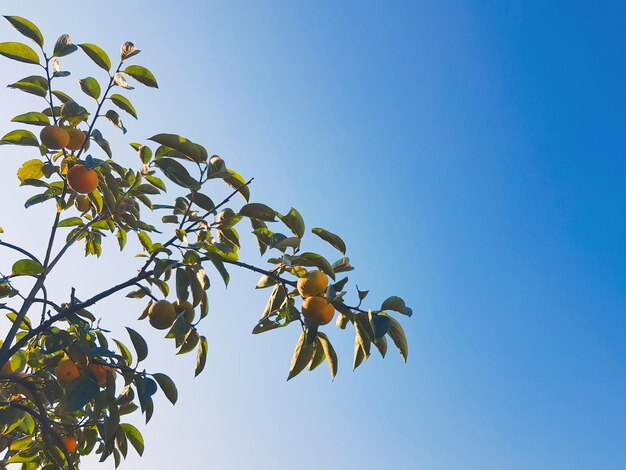 写真 青い空を背景に秋の果物柿の木の枝の無料写真