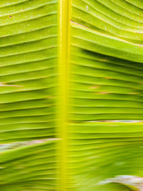 無料の写真 バナナの葉 熱帯の背景
