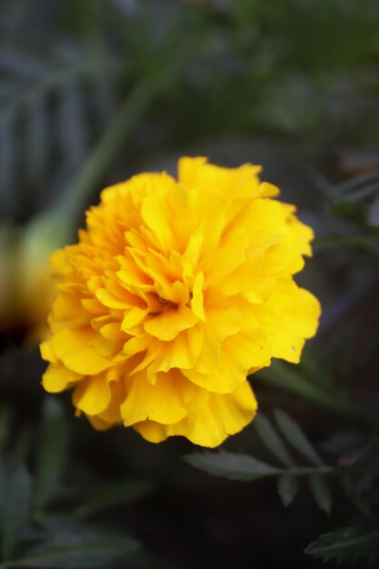 Free photo beautiful_colorful marigold flower_background