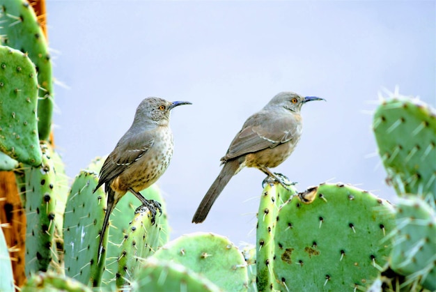 Free photo a bird