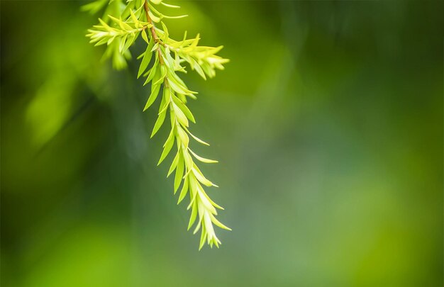 Photo free photo and closeup of beautiful leaves