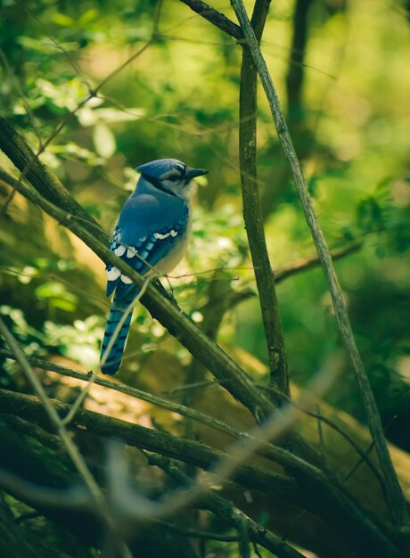 Free photo closeup shot of a blue jay perched on a branch on blurred background