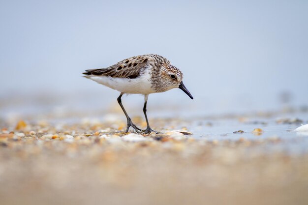 Photo free photo closeup of a young curlew bird with its long