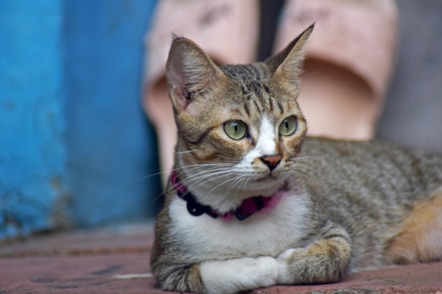 無料の写真かわいい猫