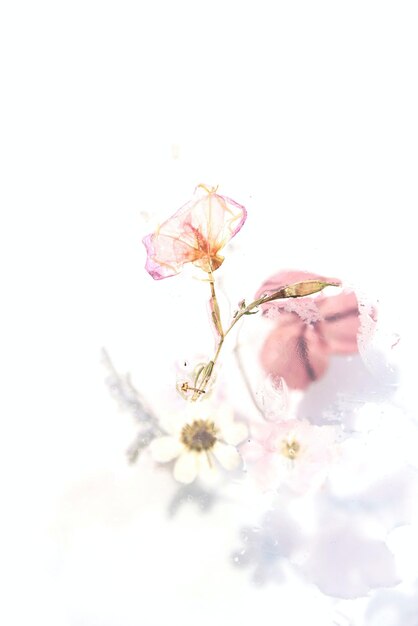 Photo free photo floral background space