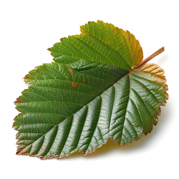 Photo free photo of horse chestnut leaf isolated on white background hd