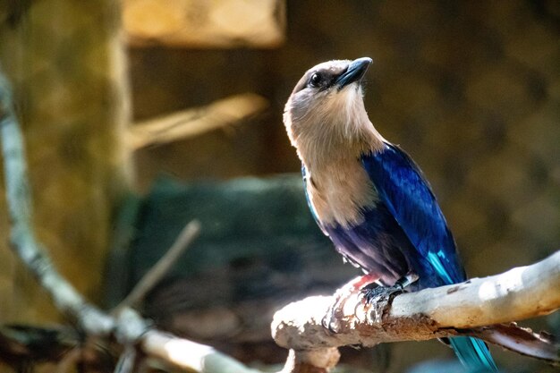 Photo free photo hyacinth macaw on a palm tree in the nature habitat