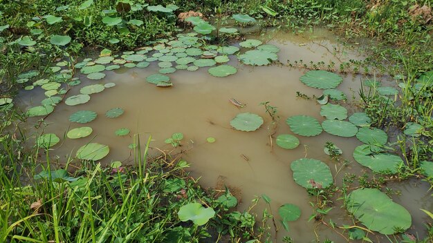 Photo free photo of lotus in the lake