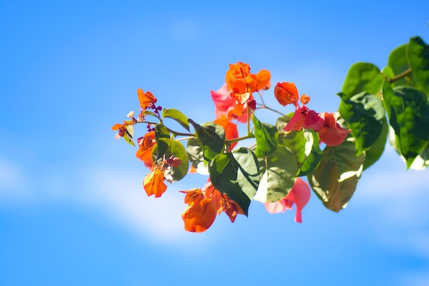 Free photo pink flower with blue sky