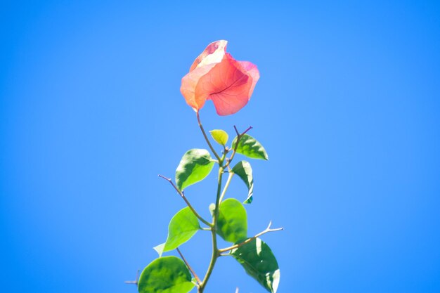 Free photo pink flower with blue sky