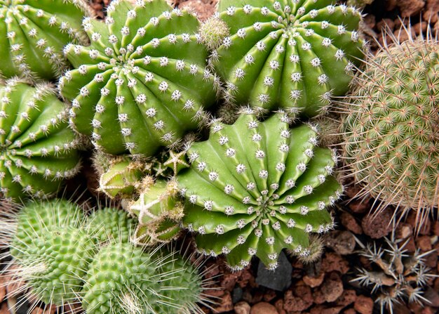 Free photo rectangular arrangement of cacti cacti and
succulents in a planter