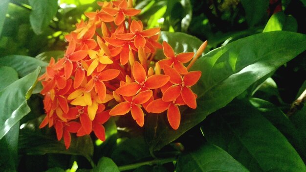 Free photo red ixora on nature background