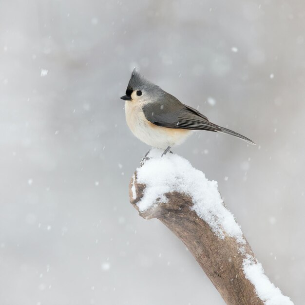 Photo free photo vertical closeup shot of a mountain bluebird on a branch