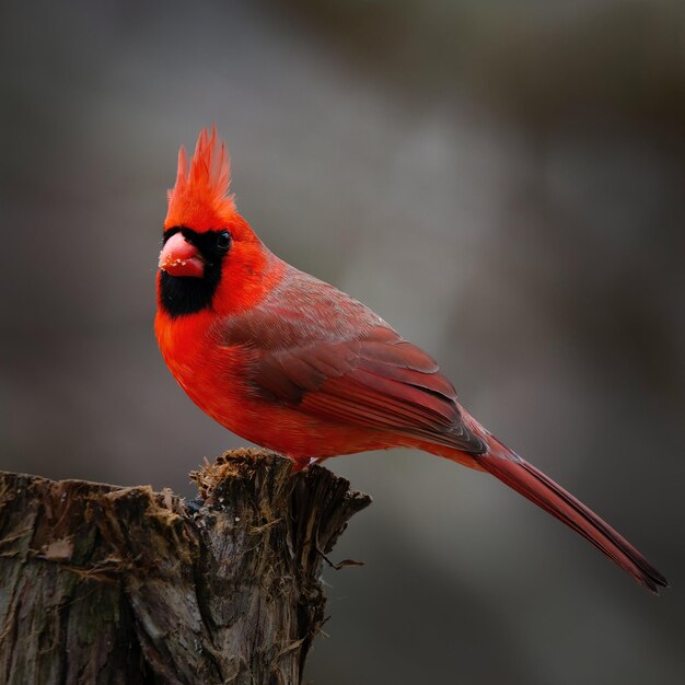 Foto foto gratis di un primo piano verticale di un uccello azzurro di montagna su un ramo