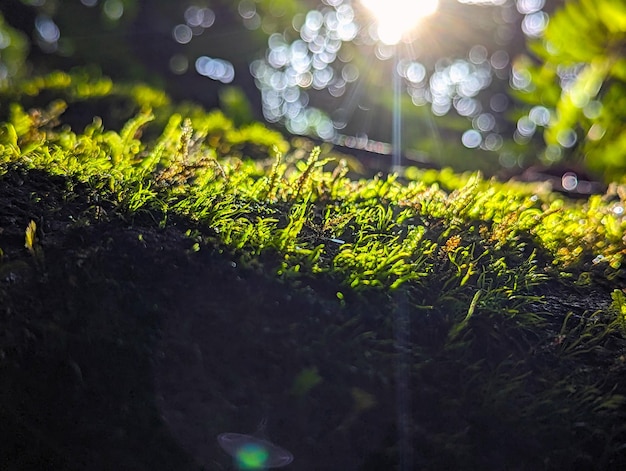 Free photo view of moss and fern plants with sunrays in Kanneliya forest Sri Lanka