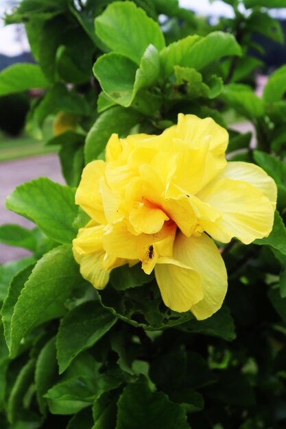 Free photo Yellow Hibiscus Rosa flower isolated on green background