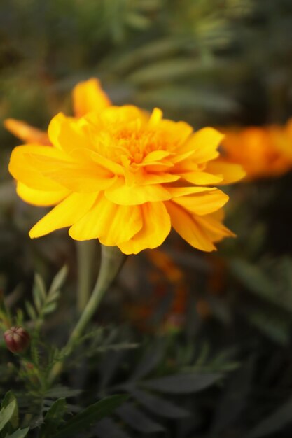 Free photo_yellow and red marigold_flowers