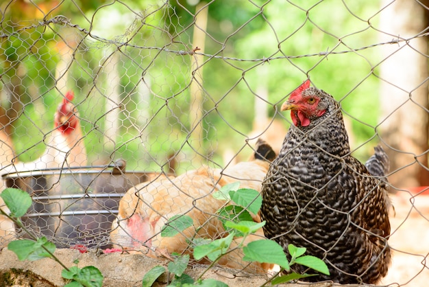 Photo free range chicken coop surrounded by metal screen