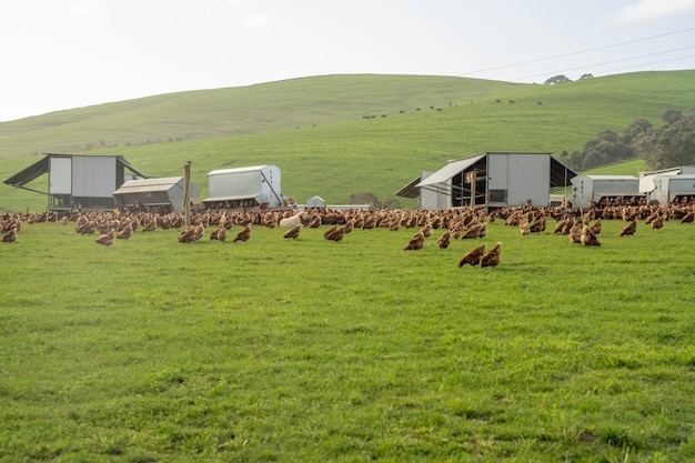 free range chicken farm with chook tractors on a regenerative agricultural australian farm in spring with poultry