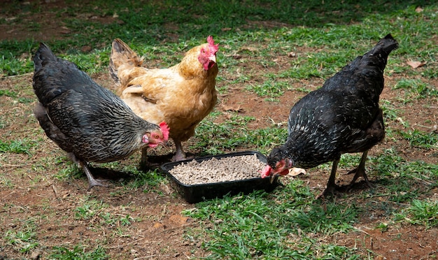 写真 放し飼いのニワトリが野原の草むらでペレット飼料を食べている様子