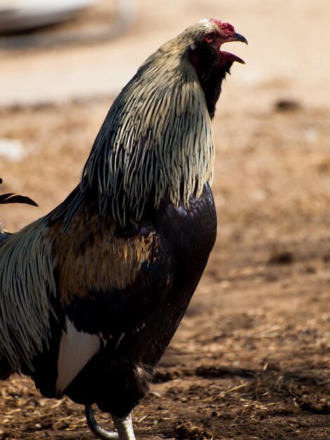 Photo a free-range chicken from a small farm in colorado.