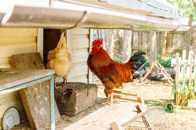 Free range chicken on organic animal farm freely grazing in yard on ranch background hen chickens gr...