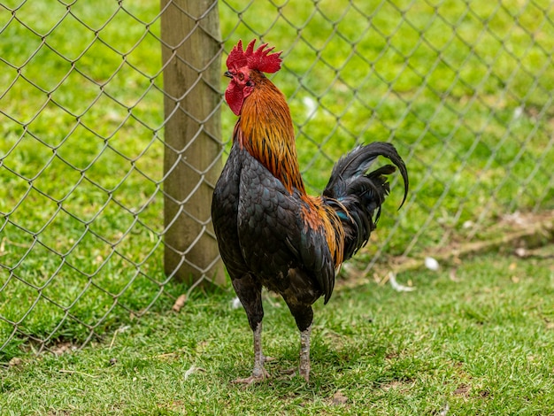 伝統的な養鶏場の放し飼いの鶏。