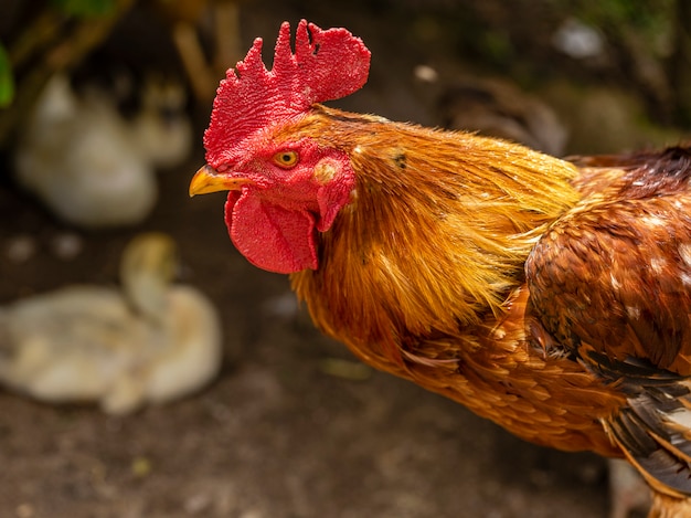 伝統的な養鶏場の放し飼いの鶏。