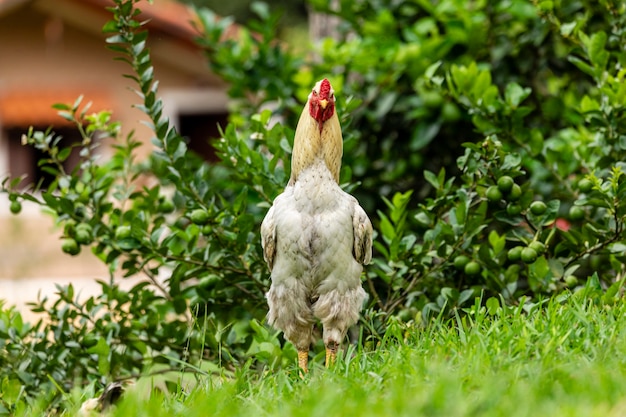 Pollo ruspante in un tradizionale allevamento di pollame.