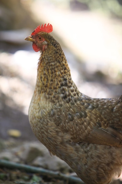 伝統的な養鶏場で放し飼いの鶏