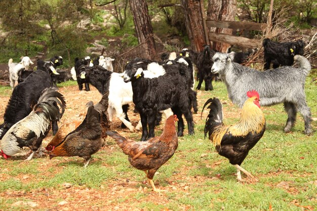 Free range chickens and roosters Goat