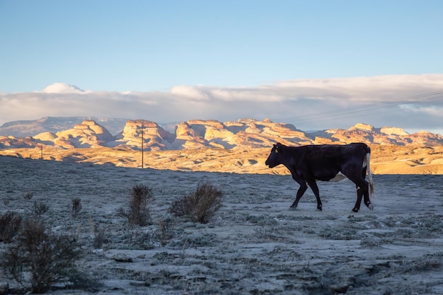 Mucca ruspante nel campo del deserto durante una vibrante mattina di sole