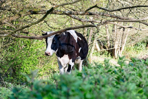 Корова свободного выгула весной возле деревьев