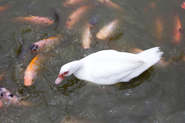 Free range duck farm Natural organic duck with red tilapia fish in the pond