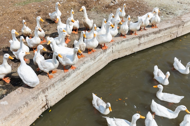 Free range duck in farm