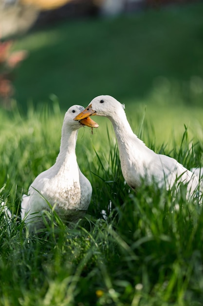 Free range ducks in green grass