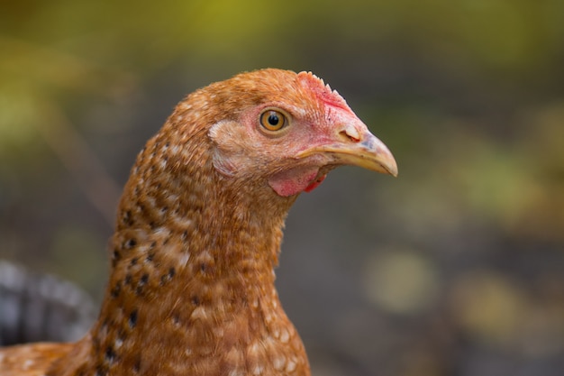 Free range farming, closeup of head of brown  hen