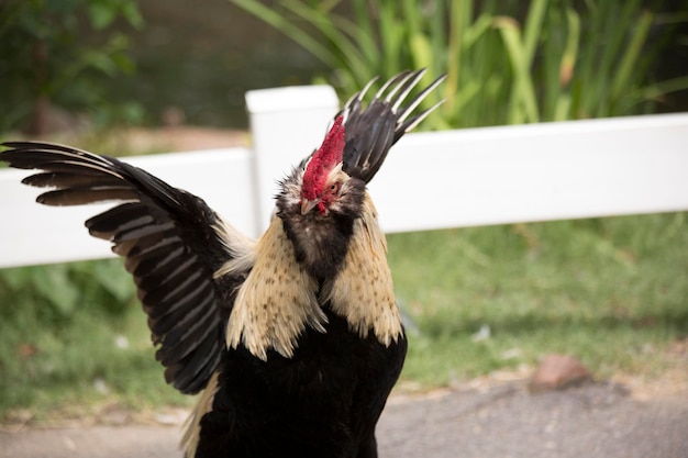 Photo free range faverolle rooster in a territorial pose