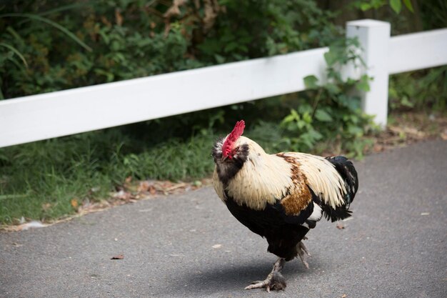 Photo free range faverolle rooster