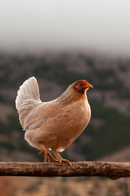 Free-range hen - galliform bird species of the Phasianidae family 