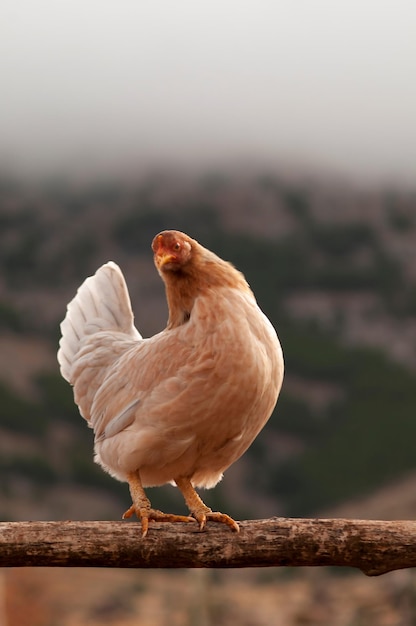 Free-range hen - galliform bird species of the Phasianidae family 