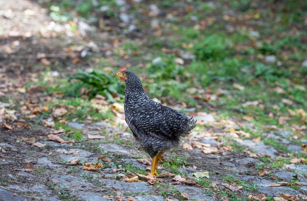 Free range hen looking for food outdoors