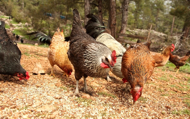 Free range hens and roosters