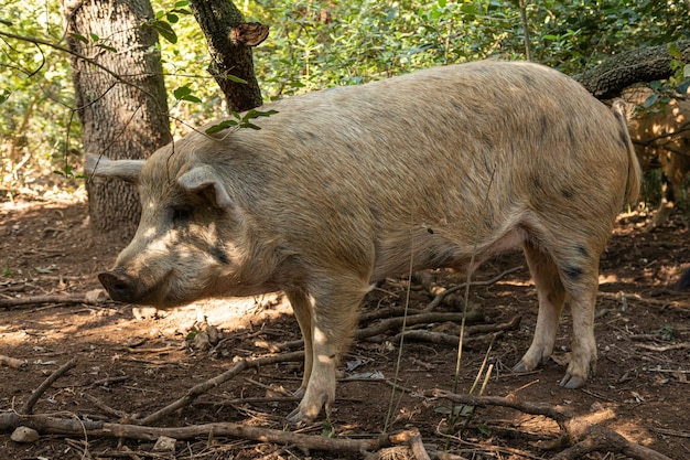 Free-range pigs in the forest