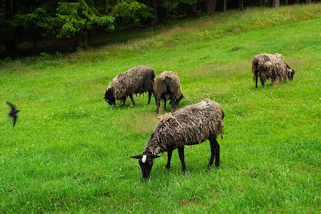 Free range sheep eat grass on the background of the forest Selective focus