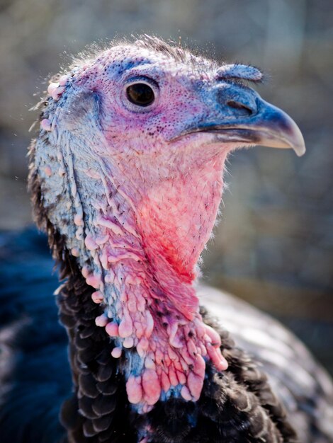 A free-range Thanksgiving turkey from an organic farm in Colorado.