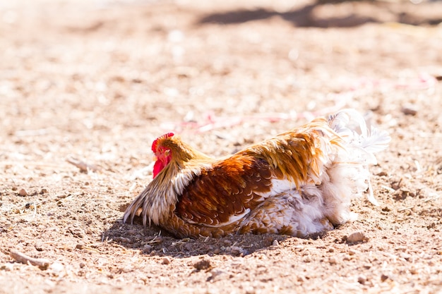 Free rrange  chickens on organic farm.