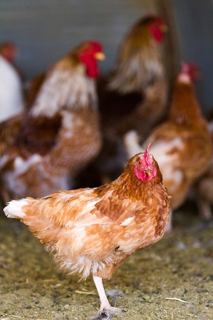 Free rrange  chickens on organic farm.