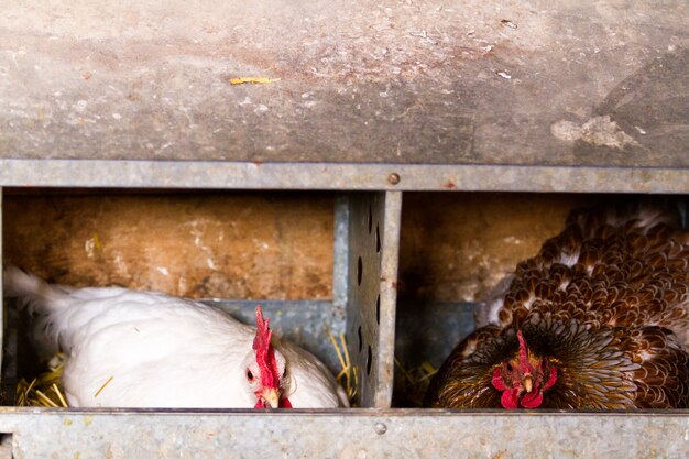 Free rrange  chickens on organic farm.