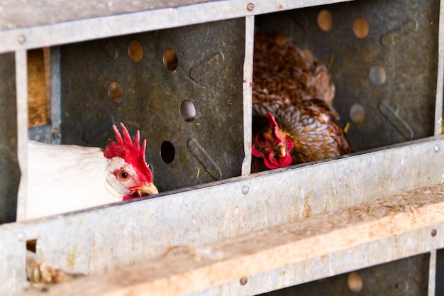 Free rrange  chickens on organic farm.